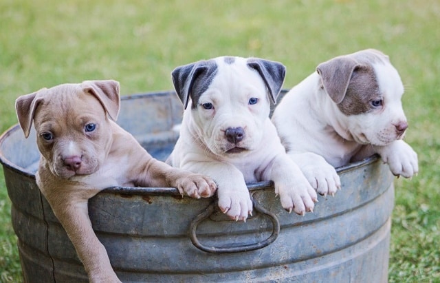 Puppy Trimmen