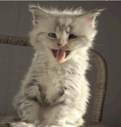Trimbehandeling Katten