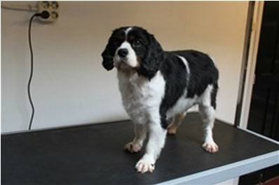 Hond Efflieren