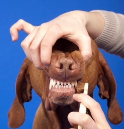 Hond gebit schoonmaken