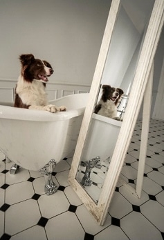 Hond Trimmen