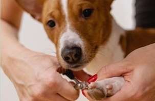 nagels knippen hond
