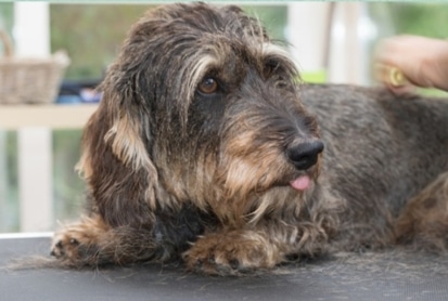Hond plukken