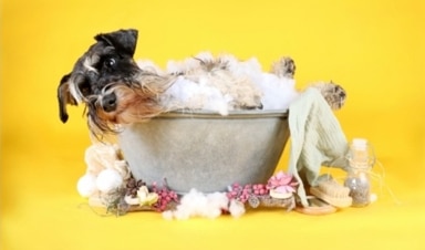 Hond wassen
