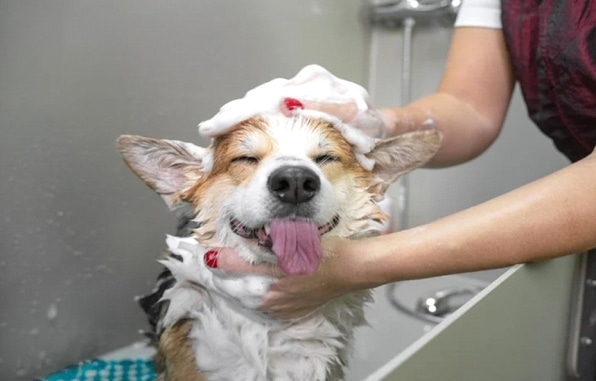 Mrs Groomer Werkwijze en Tips