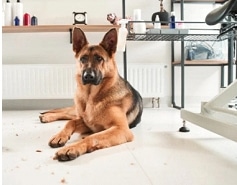 Hond Ontwollen